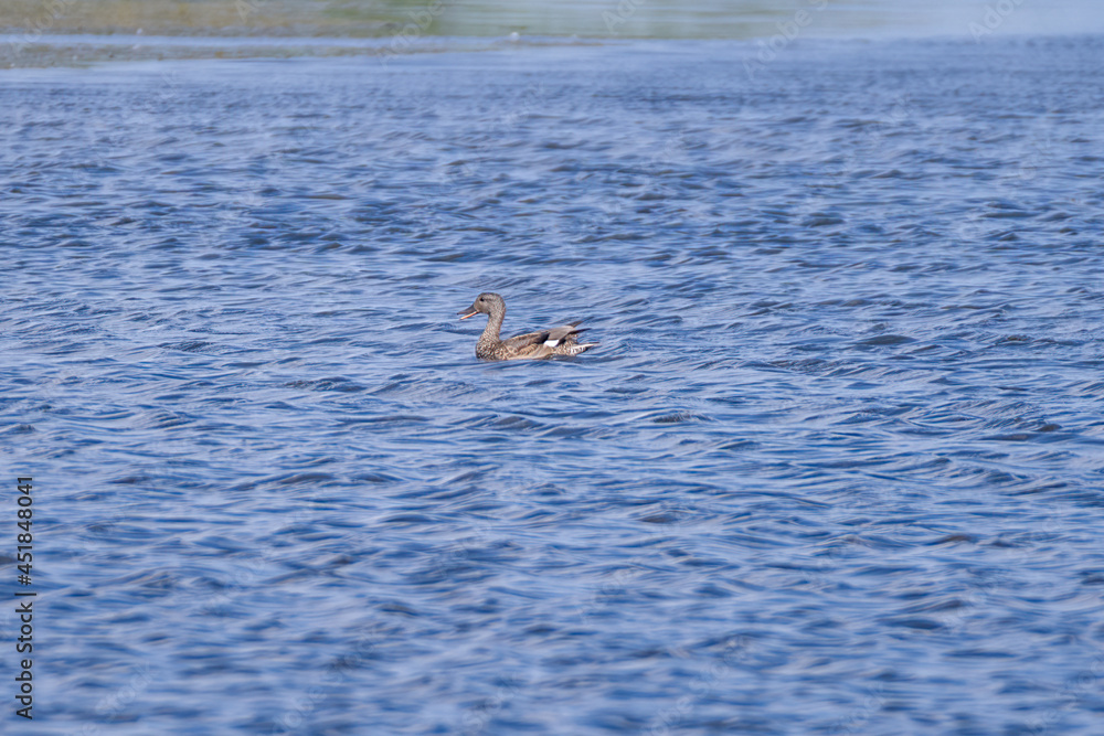 Fototapeta premium Gadwall in the water