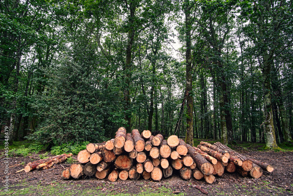 Cut logs in the forest. firewood. Nature