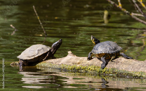 Two terrapins on log, lens sharp on right one