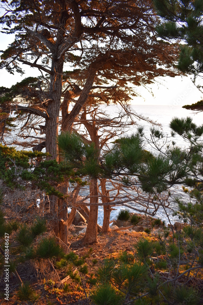 Fototapeta premium Trees at 17 Mile Drive Monterey, California.
