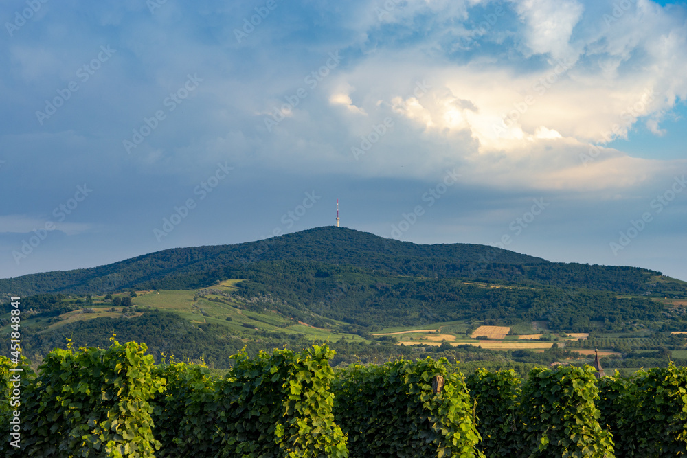 vineyard bei Tokaj, Ungarn
