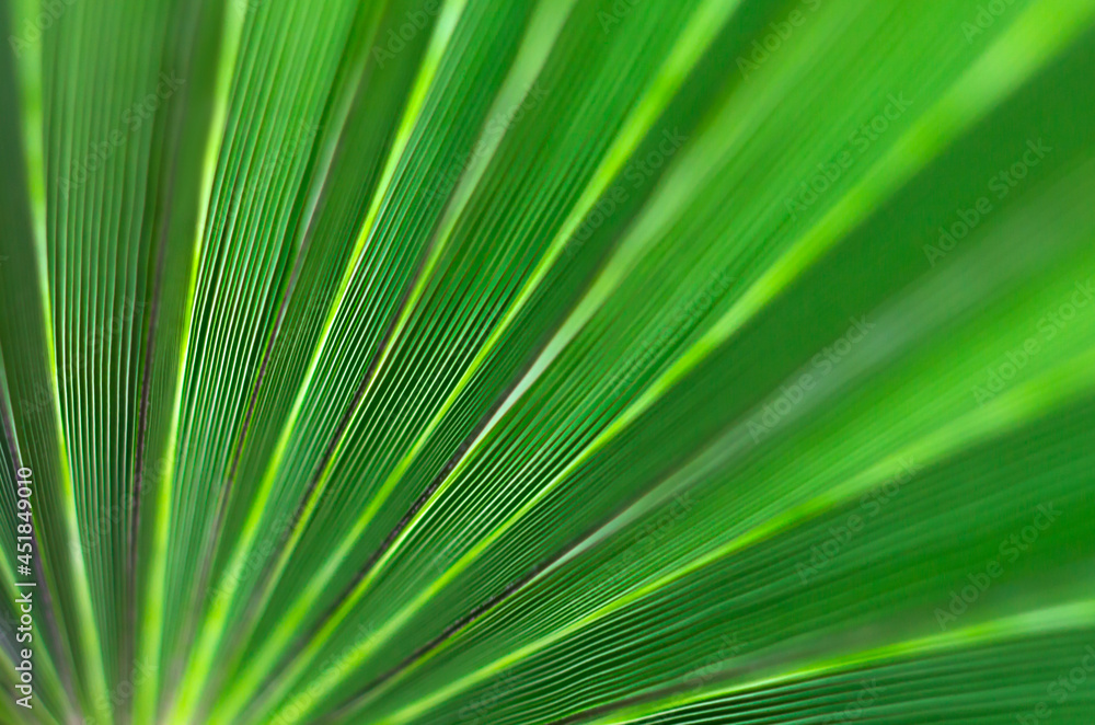 Green foliage. Back green background. Lush palms. Green foliage. Back green background. Lush palms.