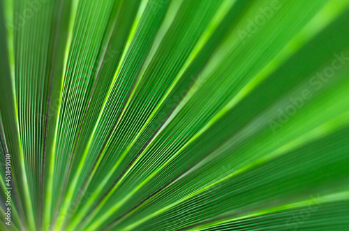 Green foliage. Back green background. Lush palms.