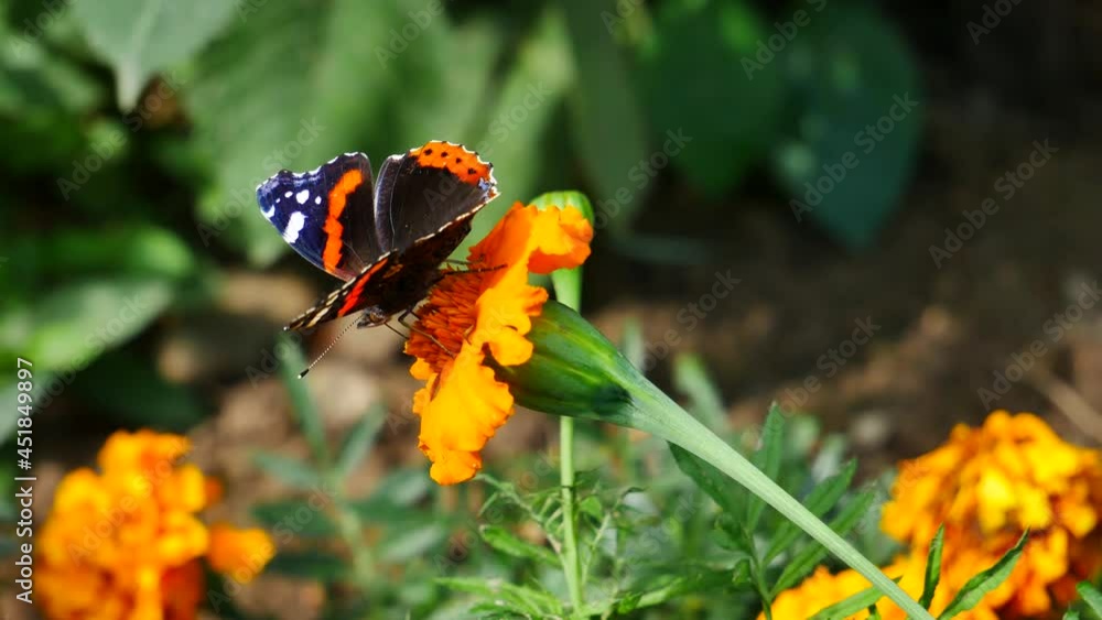 Vanessa atalanta eating nectar on a yellow flower.. Vanessa atalanta eating nectar on a yellow flower..