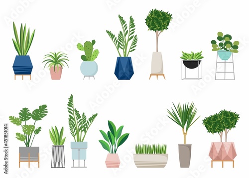 plants for the house. Isolated on a white background. Dracaena, monstera, boxwood, chlorophytum, spatifilum, ficus benjamin, pineapple stylish fashionable 