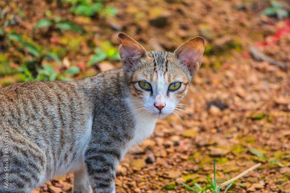 Fototapeta premium A tiger shaped striped and yellow colored eyes cat looking at camera while walking outdoor in Bangladesh