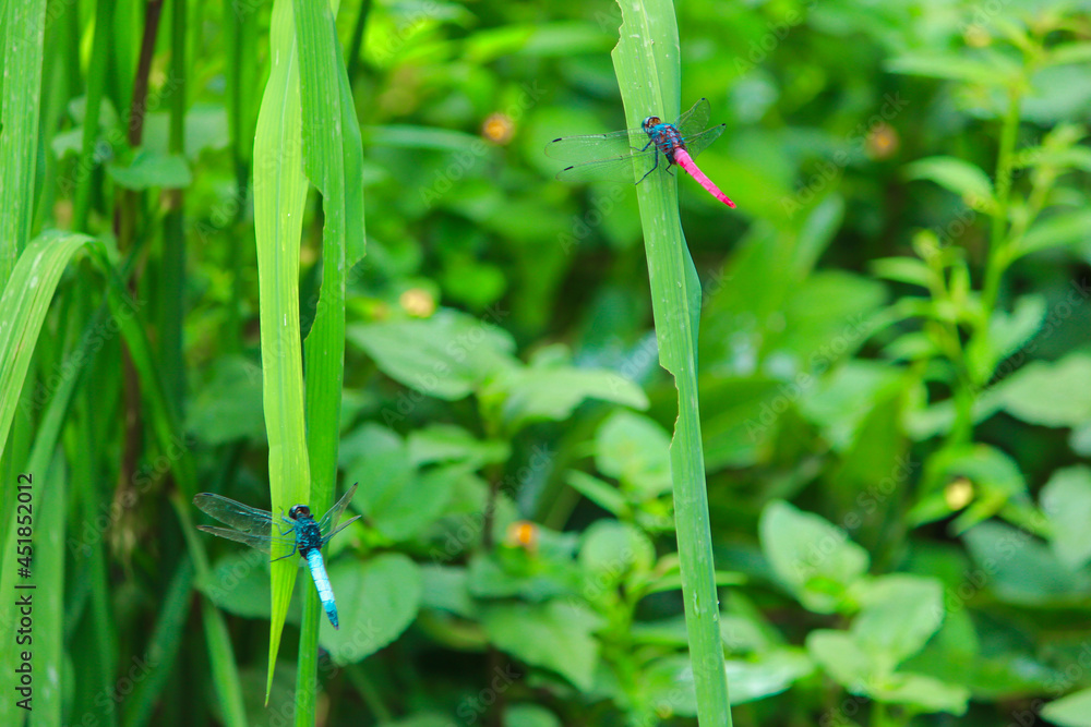 Couple of colorful Dragonfly sitting on green leaves by opening their wings in jungle of Sajek, Bangladesh Couple of colorful Dragonfly sitting on green leaves by opening their wings in jungle of Sajek, Bangladesh