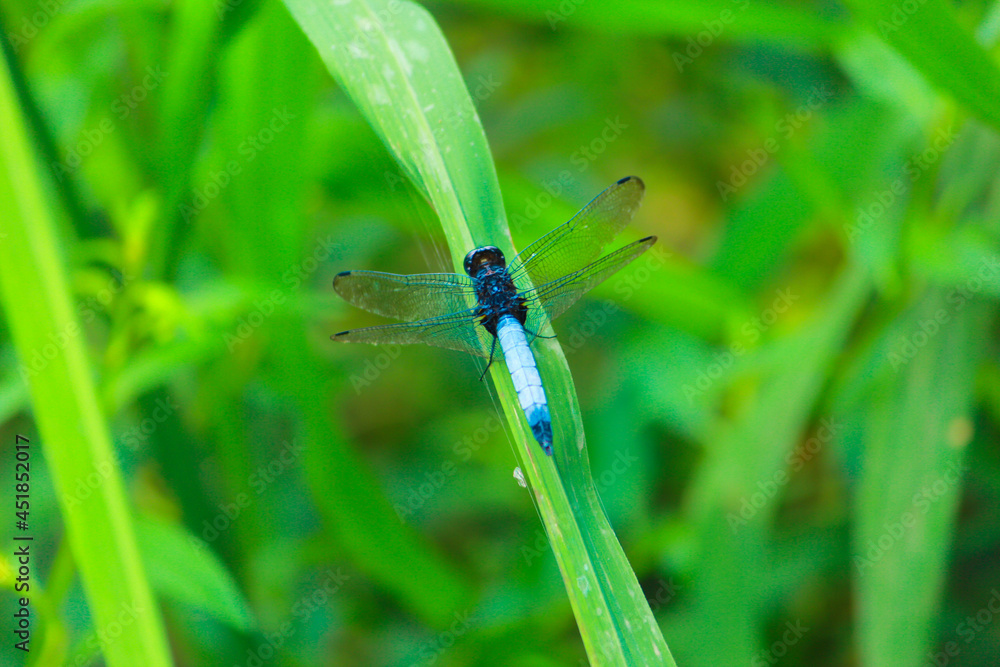 A beautiful Blue color Dragonfly sitting on green leaf opening its wings in jungle of Sajek, Bangladesh