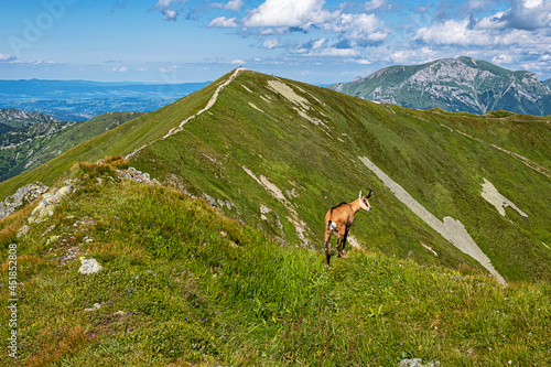 Obraz na płótnie Tatra chamois (Rupicapra rupicapra tatrica) in Western Tatras, Slovakia