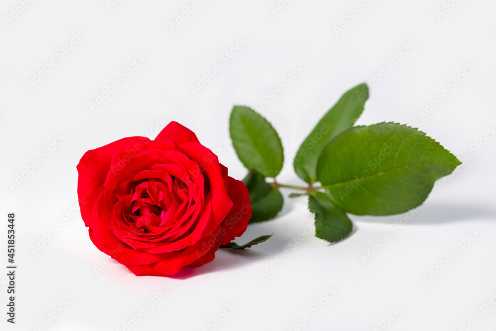 Fototapeta premium Closeup of beautiful blossom red rose in full bloom with green leaves and its branch twig isolated in white background. Flower of love, romantic and valentine celebration concept.