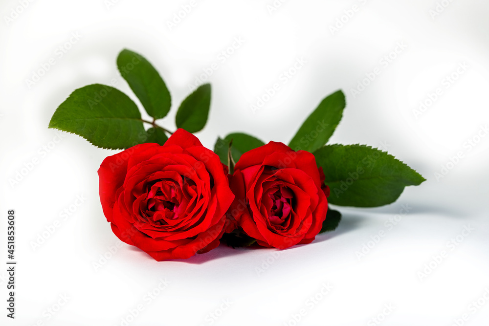 Closeup of beautiful blossom red rose in full bloom with green leaves and its branch twig isolated in white background. Flower of love, romantic and valentine celebration concept. Closeup of beautiful blossom red rose in full bloom with green leaves and its branch twig isolated in white background. Flower of love, romantic and valentine celebration concept.