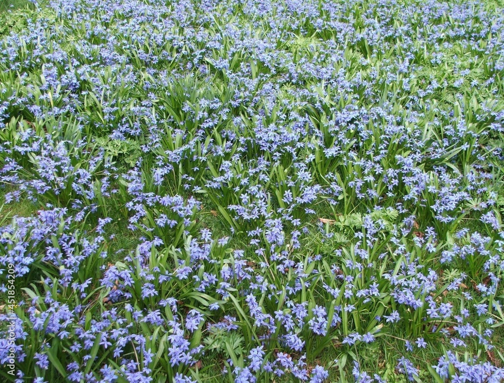 field of blue flowers