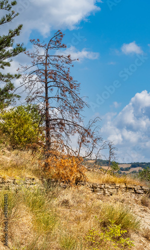 The withered tree is not the only one in this area. The heatwaves in the Italian region of Emilia Romagna in 2021 reach 43 degrees Celsius.