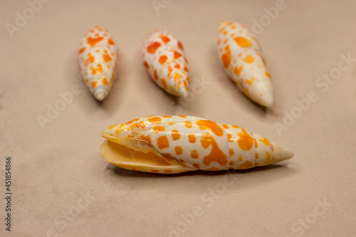 Mithrida, or miter (lat.Mitridae), is a family of marine gastropods from the group of coenogastropods (Caenogastropoda). The shape is conical, elongated. Unusual animal color, mottled yellow-white. photo