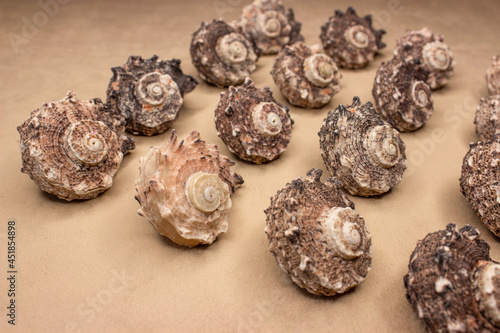Angaria dolphin (lat.Angaria delphinus) is a sea gastropod mollusk from the Angariidae family. A set of seashells in a spiral shape. The color is pinkish with gray black spots. photo