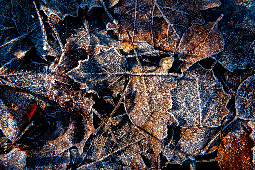Dry leaves with frost in winter