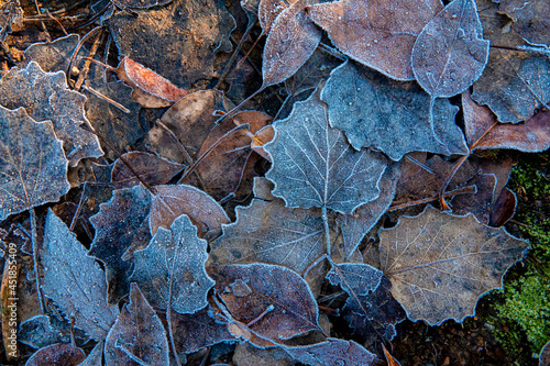 Dry leaves with frost in winter