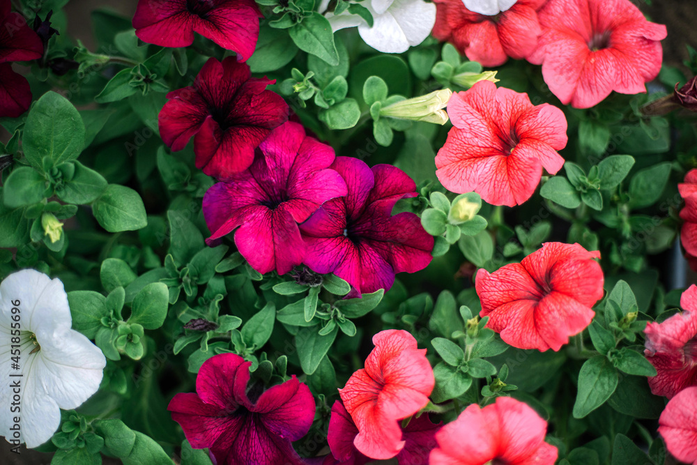 Petunia flowers for sale in garden Petunia flowers for sale in garden