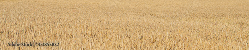 golden wheat field - harvest time