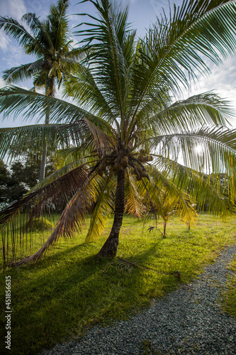 beach view with bungalow and garden on borneo - malaysia.