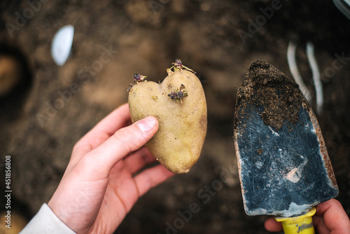 Woman planting potatoes in a home vegetable garden photo