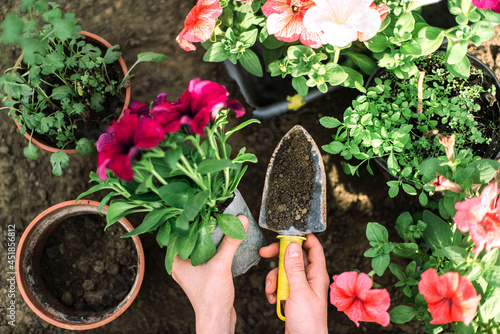 Woman  planting flower in a flower pot