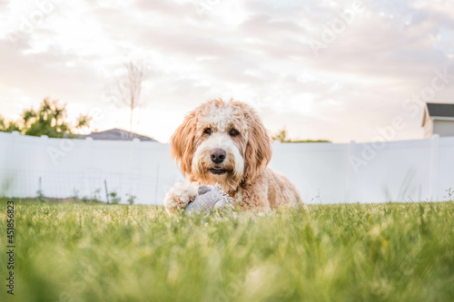 Bernedoodle dog laying in the grass at sunset photo