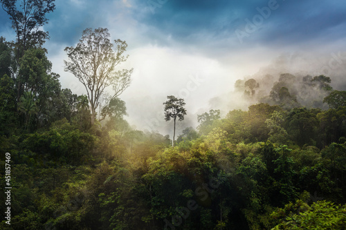jungle walk in malaysia in the taman negara national park