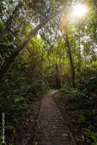 sun light through leaves in malaysia in the taman negara national park photo