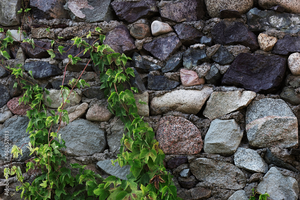 Wall of stones with wild grape