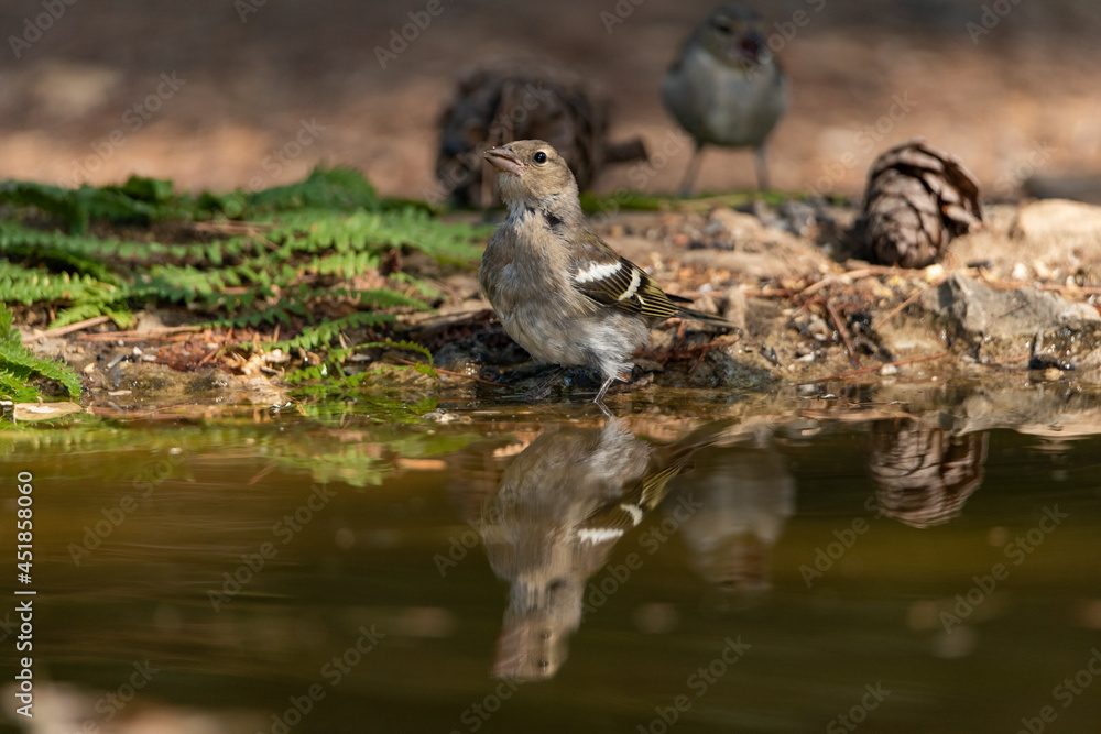 chaffinch drinking and bathing in the park pond (Fringilla coelebs) chaffinch drinking and bathing in the park pond (Fringilla coelebs)