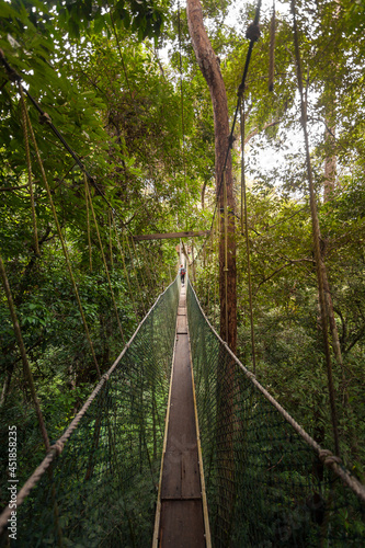 canopy walkway in jungle of malaysia  taman negara national park