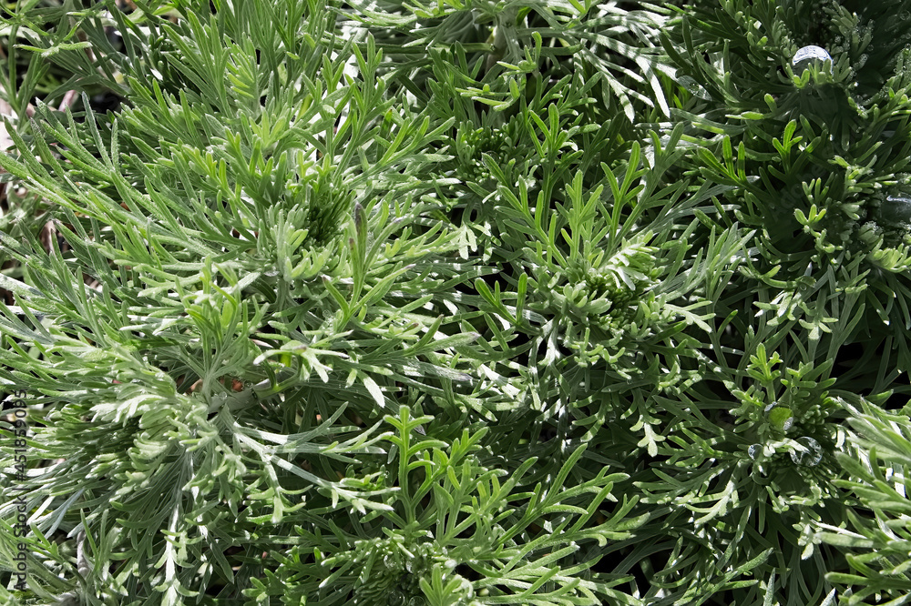 Delicate fern like leaves on a Silver Mound Plant Delicate fern like leaves on a Silver Mound Plant
