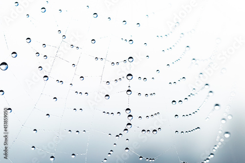 Dew drops on spider mesh. Abstract natural background. Pattern with dew drop texture on spider mesh on white background. Macro closeup.