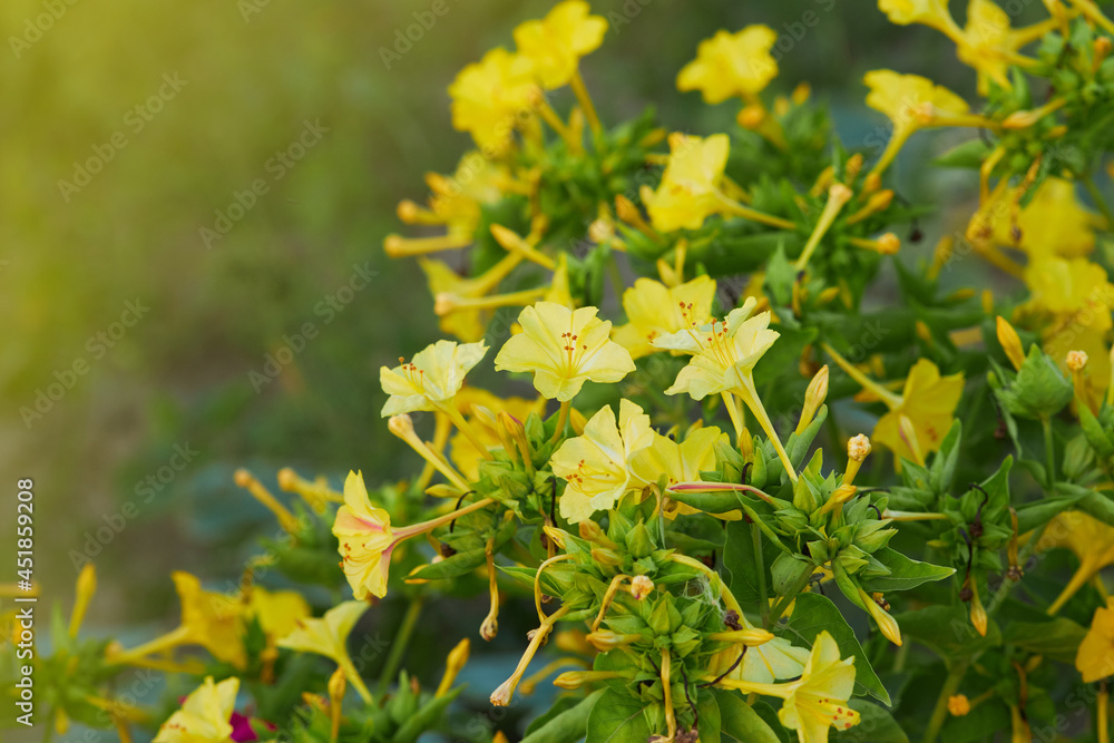 Yellow flowers of Mirabilis Jalapa (four o'clock flower) blooming in the evening Yellow flowers of Mirabilis Jalapa (four o'clock flower) blooming in the evening