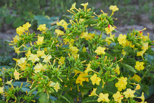 Yellow  flowers of Mirabilis Jalapa (four o'clock flower) blooming in the evening photo