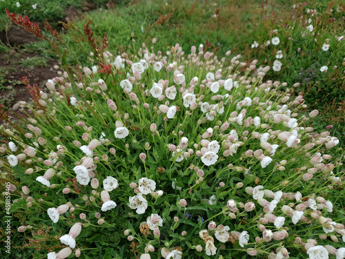 Silene Uniflora otherwise known as sea campion a spring summer wildflower plant with a white pink summertime flower commonly found on coastal cliffs in Britain and Europe  stock photo image