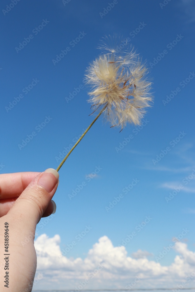 Fototapeta premium hand with dandelion