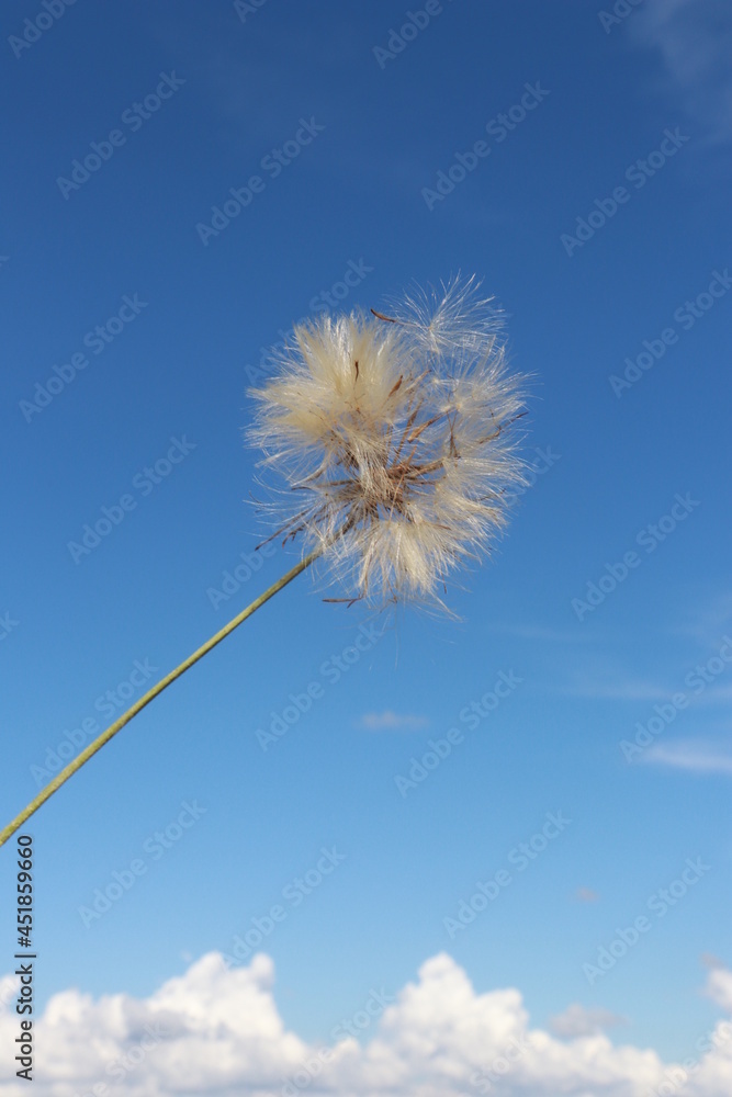 dandelion against blue sky dandelion against blue sky