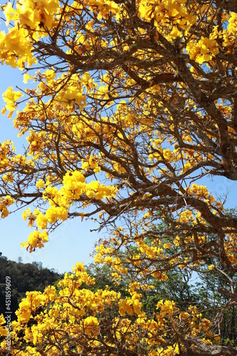 yellow flowers tree