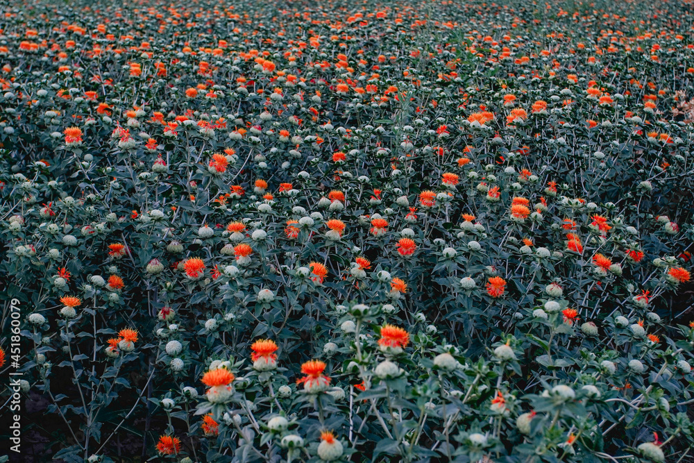 Fototapeta premium Carthamus tinctorius, large areas of fields bloom and spread