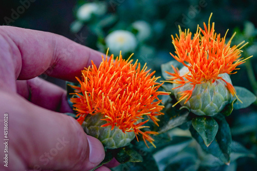 Carthamus tinctorius, large areas of fields bloom and spread
