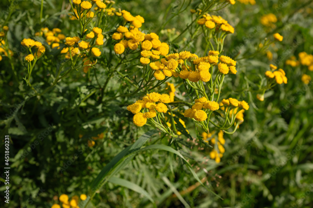 Tansy flowers and leaves, soft grass background bokeh. (common tansy, bitter buttons, cow bitter, golden buttons)