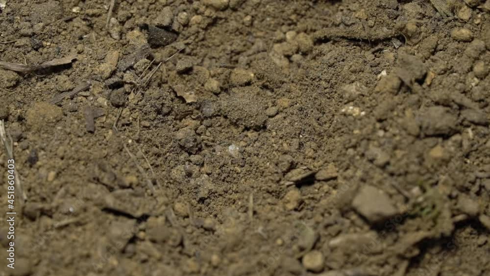 Antlion larva digs pit trap, ambushes insect, drags them in the sand Antlion larva digs pit trap, ambushes insect, drags them in the sand