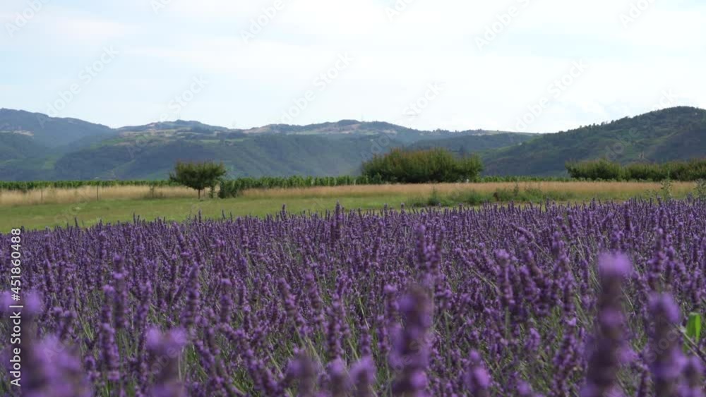 Delicate Lavender Flowers In Bloom At The Field In Summer. static shot Delicate Lavender Flowers In Bloom At The Field In Summer. static shot