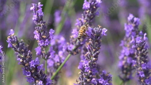 Honey Bee and Lavender Flowers Swaving in a Light Wind, Provence photo