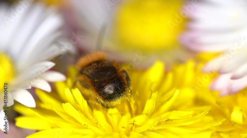 Osmia bicornis mason bee with hairs full of pollen on a Daisy flower photo