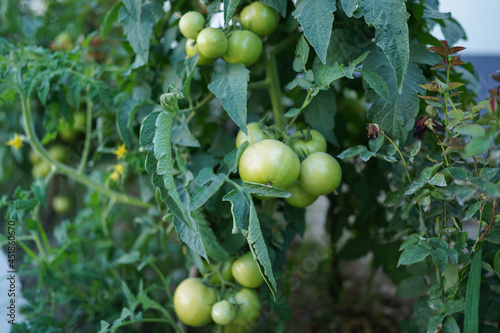 Wallpaper Mural Agricultural organic cultivation, growing green tomatoes Torontodigital.ca