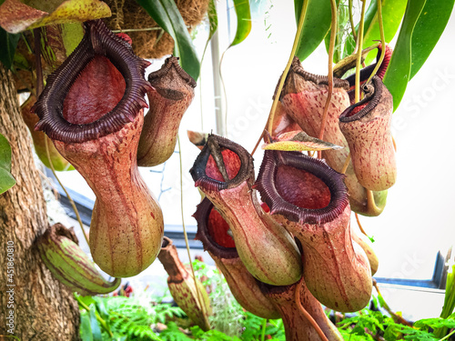 Captivating Carnivores