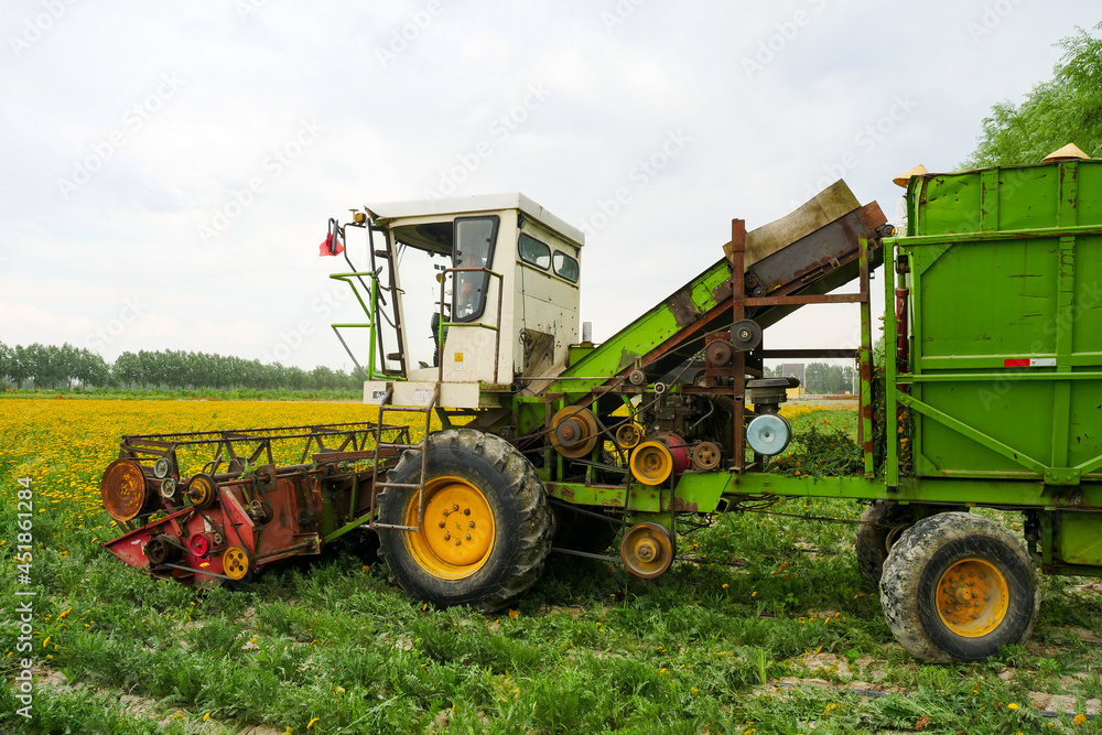 Milfoil harvested in the plantation, vanilla plants bloom in large areas Milfoil harvested in the plantation, vanilla plants bloom in large areas
